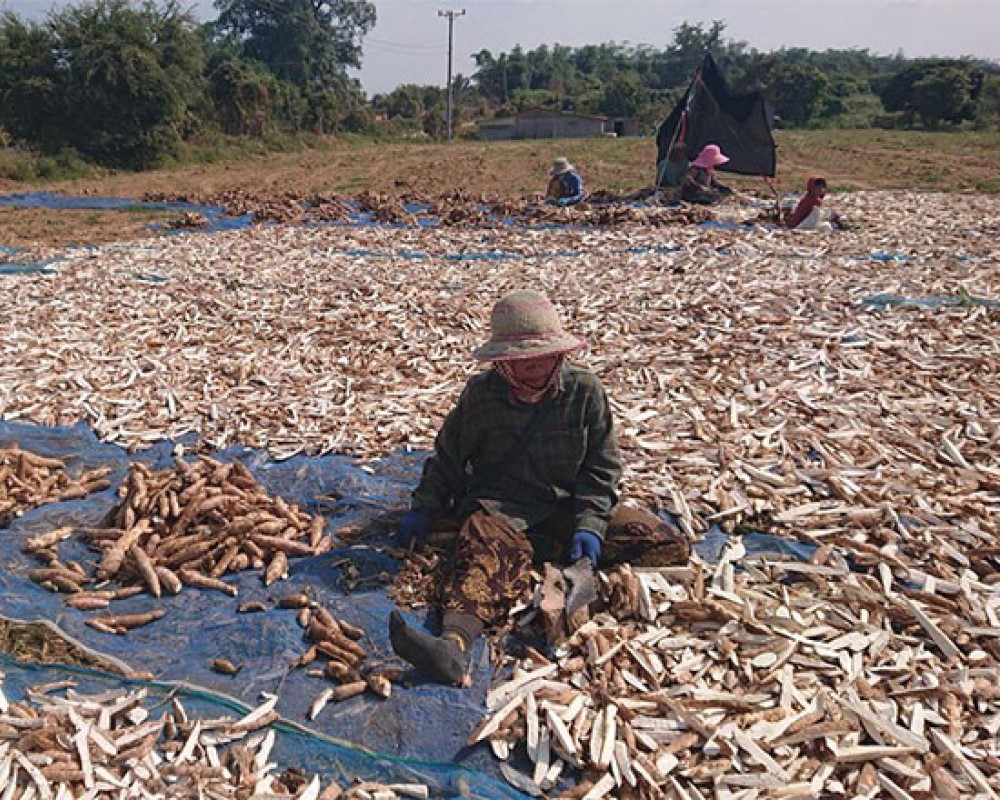 Sun-drying cassava chips on large blue tarps in the field